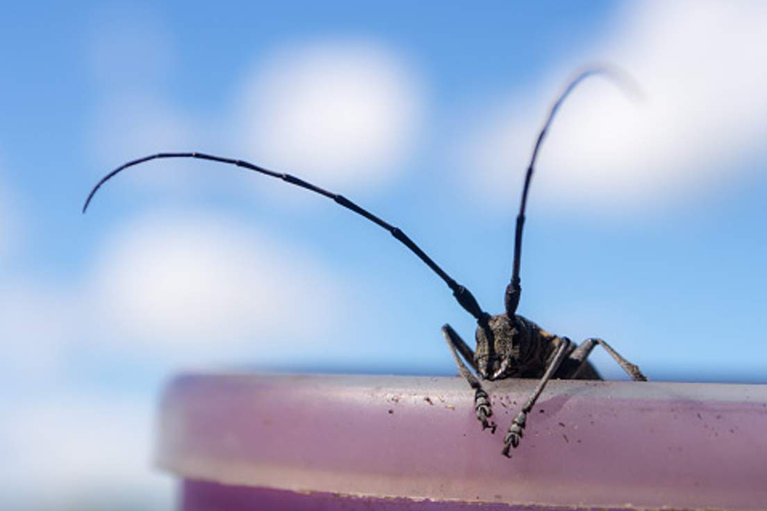 Words Commonly Mispronounced Merriamster